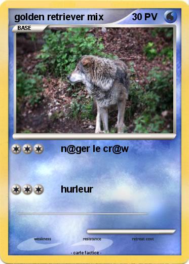 Pokemon golden retriever mix
