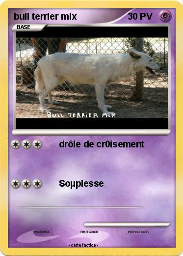 Pokemon bull terrier mix