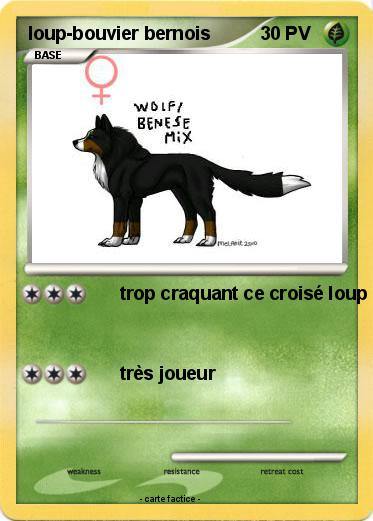 Pokemon loup-bouvier bernois