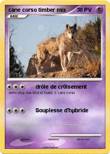 Pokemon cane corso timber mix