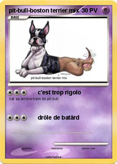 Pokemon pit-bull-boston terrier mix