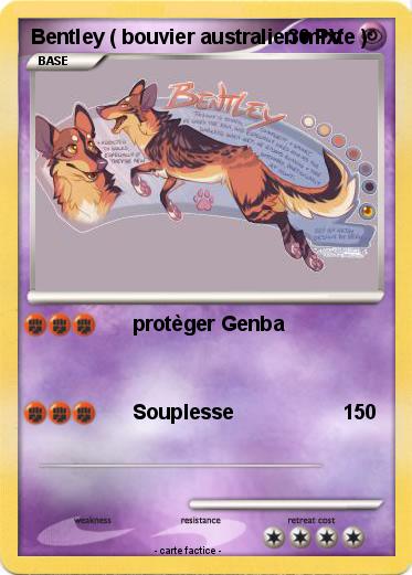 Pokemon Bentley ( bouvier australien mixte )