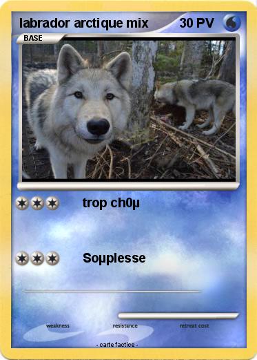 Pokemon labrador arctique mix