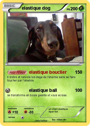 Pokemon elastique dog
