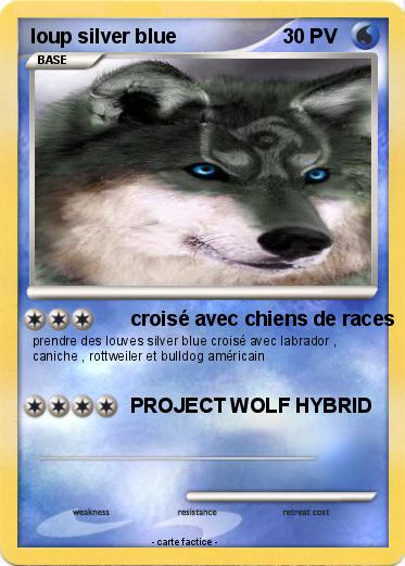 Pokemon loup silver blue