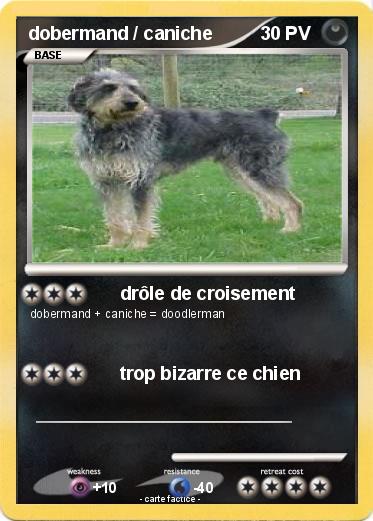 Pokemon dobermand / caniche