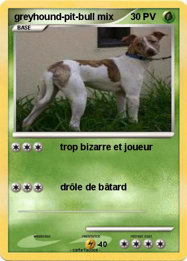 Pokemon greyhound-pit-bull mix