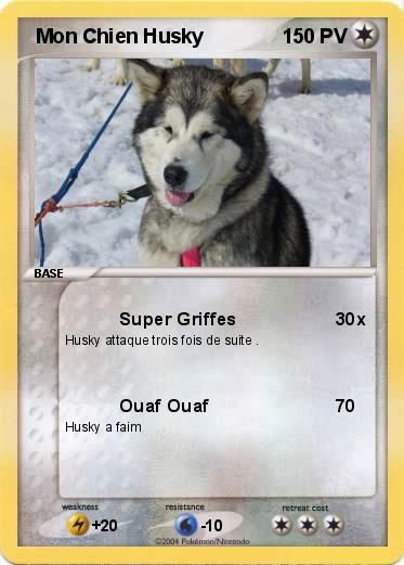 Pokemon  Mon Chien Husky