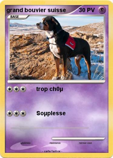 Pokemon grand bouvier suisse