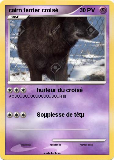 Pokemon cairn terrier croisé