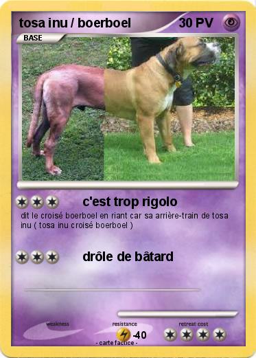 Pokemon tosa inu / boerboel