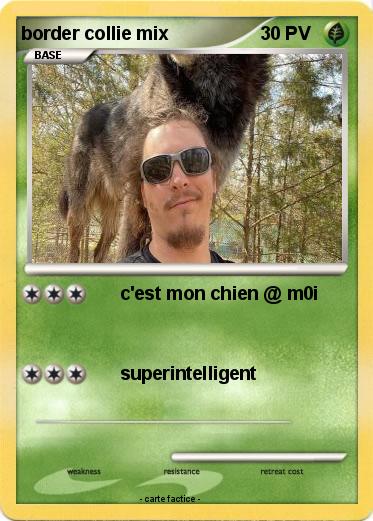 Pokemon border collie mix