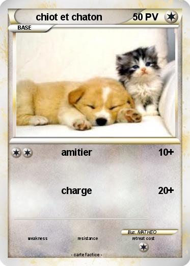 Pokemon chiot et chaton