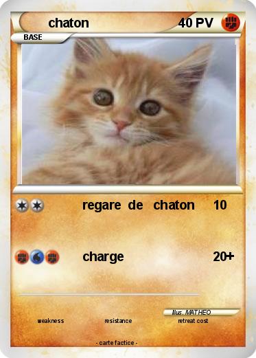 Pokemon chaton