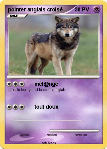 Pokemon pointer anglais croisé
