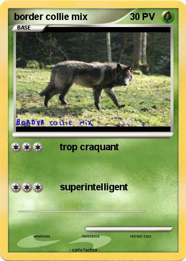 Pokemon border collie mix