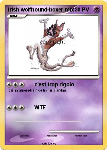 Pokemon irish wolfhound-boxer mix