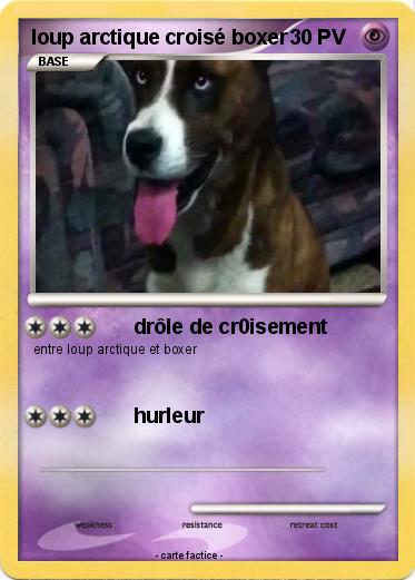Pokemon loup arctique croisé boxer
