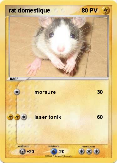 Pokemon rat domestique