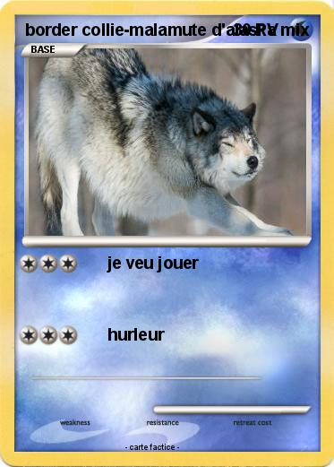 Pokemon border collie-malamute d'alaska mix