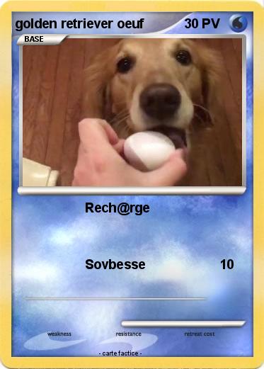 Pokemon golden retriever oeuf