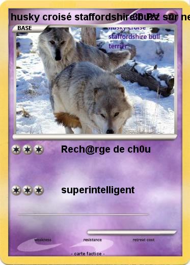 Pokemon husky croisé staffordshire buzz sur net