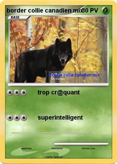 Pokemon border collie canadien mix