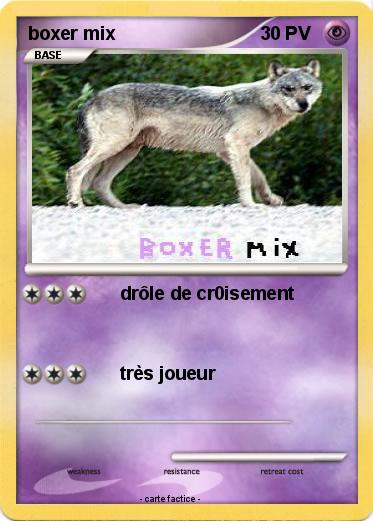 Pokemon boxer mix