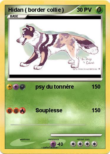 Pokemon Hidan ( border collie )