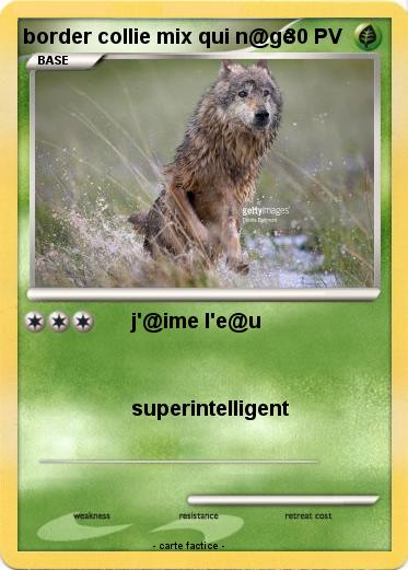 Pokemon border collie mix qui n@ge