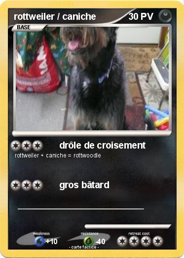 Pokemon rottweiler / caniche