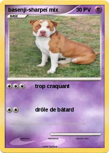 Pokemon basenji-sharpeï mix