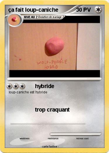 Pokemon ça fait loup-caniche