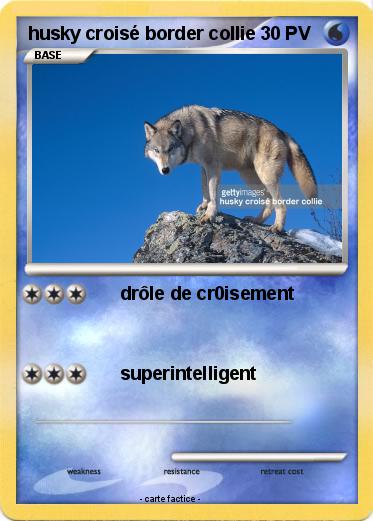 Pokemon husky croisé border collie