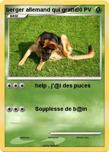 Pokemon berger allemand qui gratte