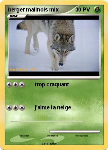 Pokemon berger malinois mix