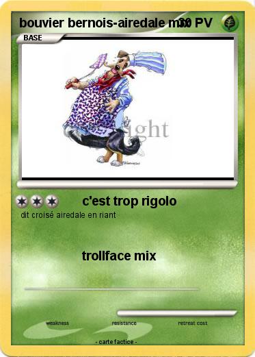 Pokemon bouvier bernois-airedale mix