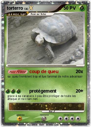 Pokemon torterro