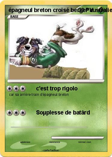 Pokemon épagneul breton croisé berger australien