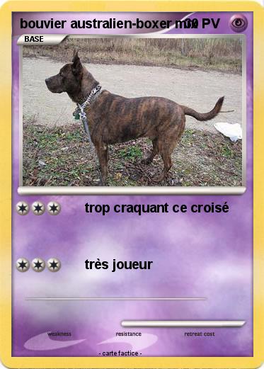 Pokemon bouvier australien-boxer mix