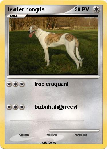 Pokemon lévrier hongris