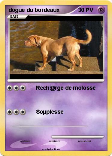 Pokemon dogue du bordeaux