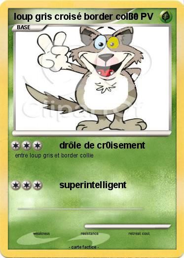 Pokemon loup gris croisé border collie