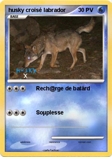 Pokemon husky croisé labrador