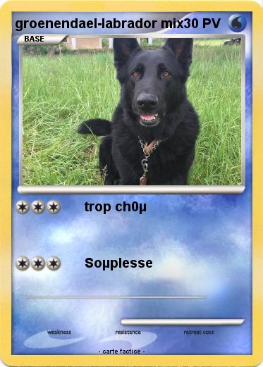 Pokemon groenendael-labrador mix