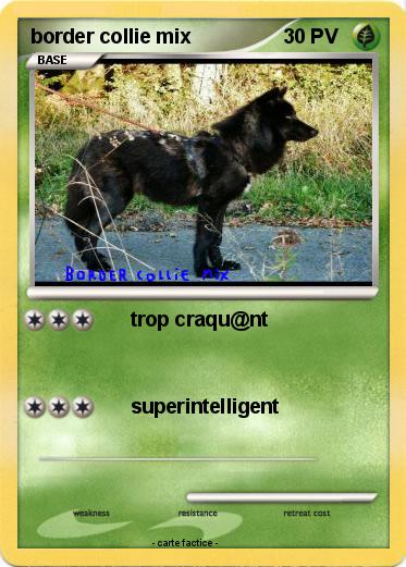 Pokemon border collie mix
