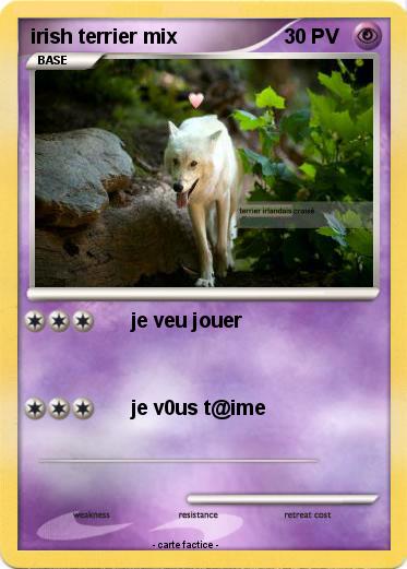 Pokemon irish terrier mix