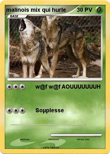 Pokemon malinois mix qui hurle