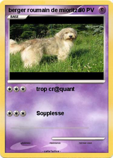 Pokemon berger roumain de mioritza