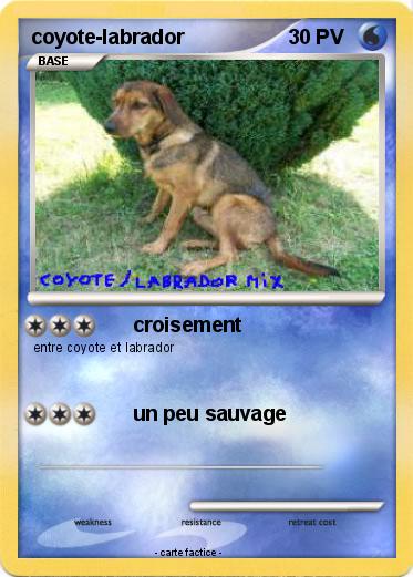 Pokemon coyote-labrador